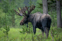 King Of The Forest