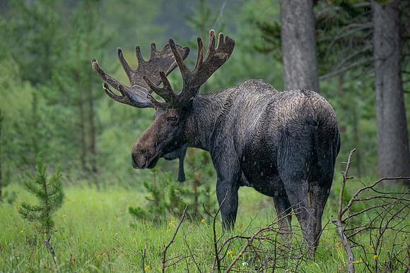 King Of The Forest