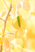 Swallowtail On Aspen