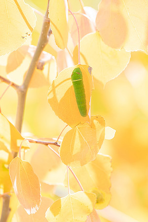 Swallowtail On Aspen