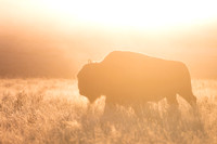 Golden Bison