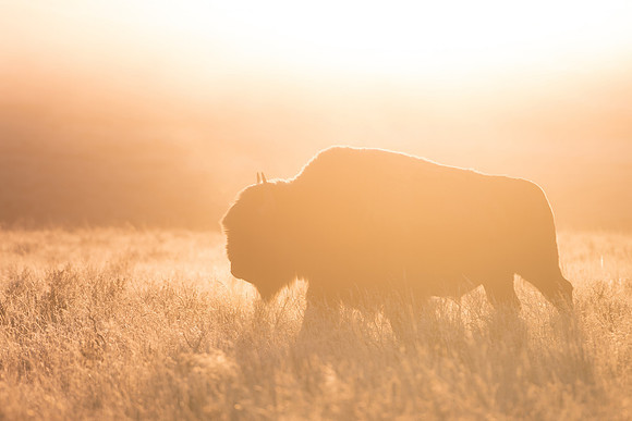 Golden Bison