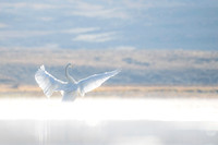 Swan Haven