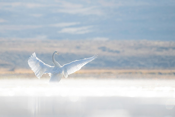 Swan Haven