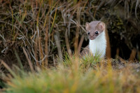Short-Tailed Weasel