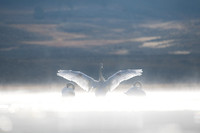 Three Swans at Sunrise