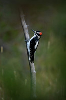 Hairy Woodpecker