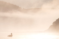 Serene Canada Goose