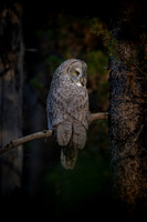 Great Gray Spotlight