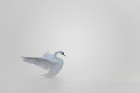 Grey Ghost