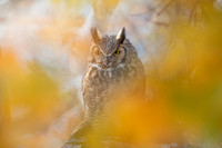 Great Horned Through Fall Leaves