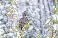 Great Gray Winter Day