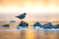 Sunrise Dipper