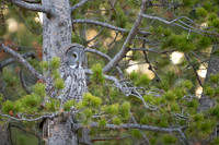 Great Gray Camouflage