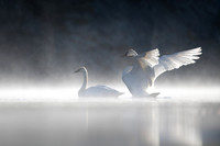 Mated Pair