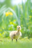 Spring Gosling
