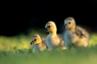Evening Goslings