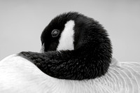 Canada Goose Portrait