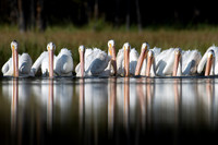 White Pelican Reflections