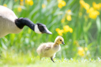 Canada Goose Family