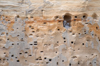 Great Horned Home