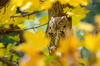 Tranquil Screech Owl