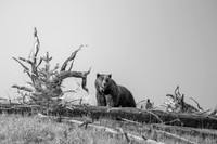 Grizzly Silhouette