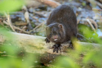 Mink Through Leaves