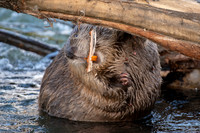 Busy Mother Beaver