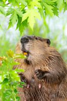 Smiling Mother Beaver
