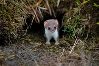 Short-Tailed Peek-A-Boo