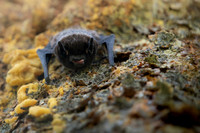 Hungry Silver-Haired Bat