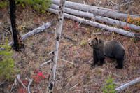 Fall Grizzly