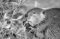 Beaver Texture