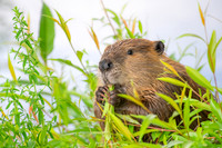 Hungry Beaver