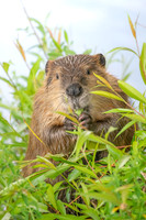 Snacking Beaver