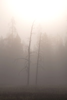 Lodgepole Skeletons