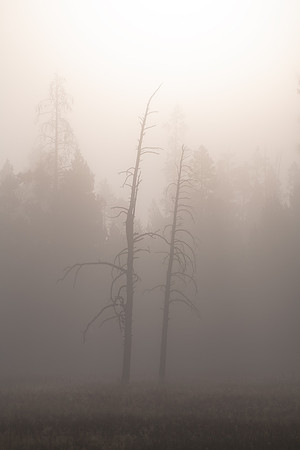 Lodgepole Skeletons