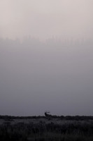Elk Silhouette