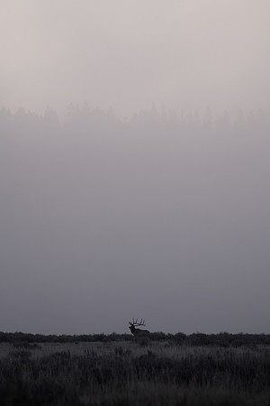 Elk Silhouette