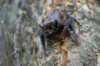 Silver-Haired Bat