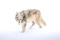 Ghost of Yellowstone