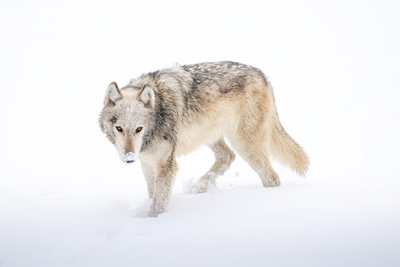 Ghost of Yellowstone