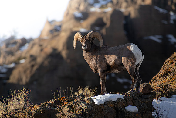 King Upon The Mountainside