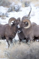 Ram Council