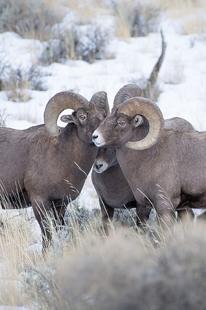 Ram Council