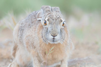 Black-Tailed Jackrabbit