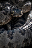 Prairie Rattlesnake
