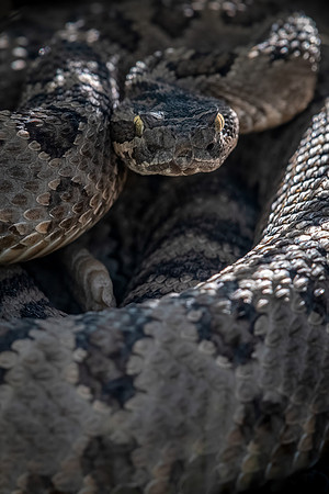 Prairie Rattlesnake