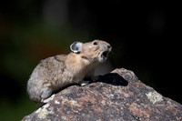 Pika